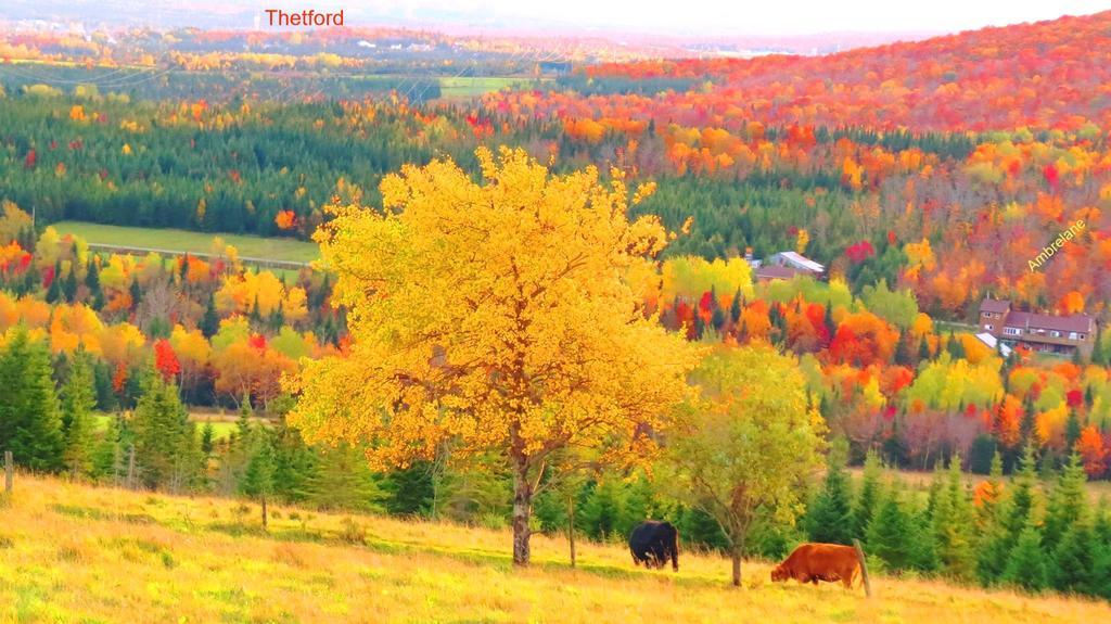 Le Gite Ambrelane Thetford Mines Exterior photo